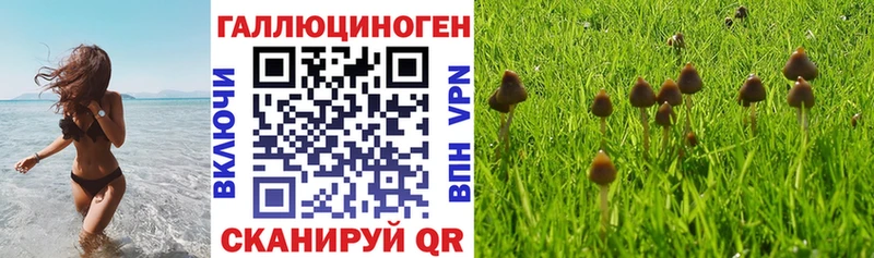 что такое наркотик Шацк Галлюциногенные грибы Psilocybine cubensis